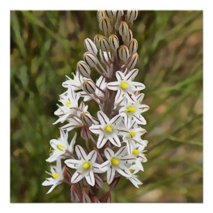 Drimia Maritima Or Island Onion Art Poster