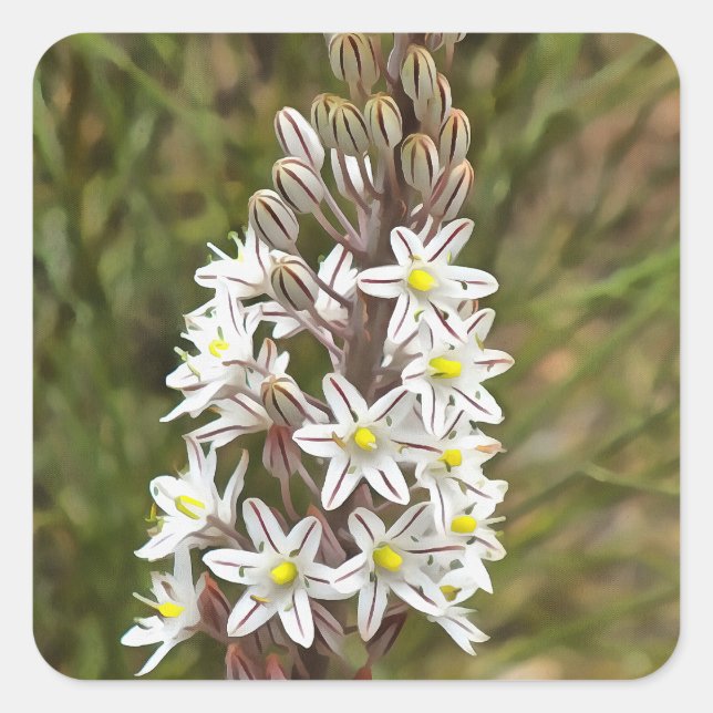Drimia Maritima Or Island Onion Art Square Sticker (Front)
