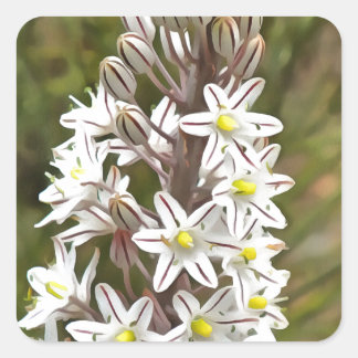 Drimia Maritima Or Island Onion Art Square Sticker