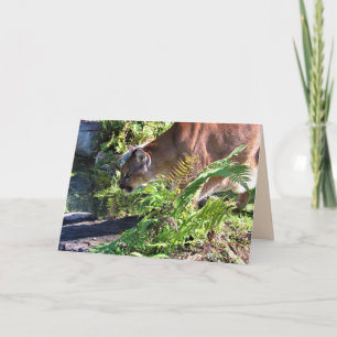 Drinking Cougar / Florida Panther Greeting Card
