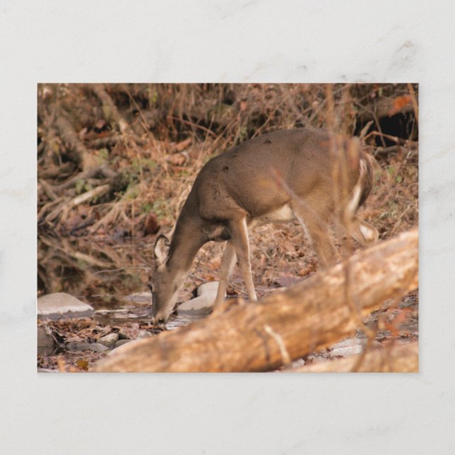 Drinking Do Postcard (Front)