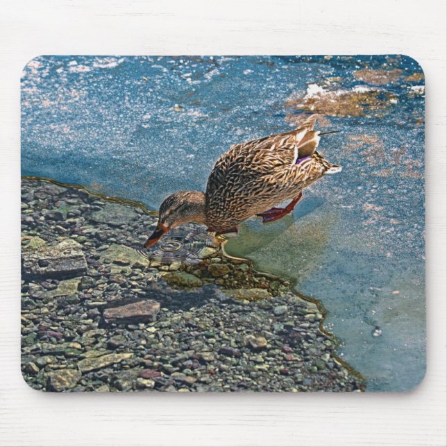 Drinking Female Mallard Duck Birdlover Wildlife Mouse Mat (Front)
