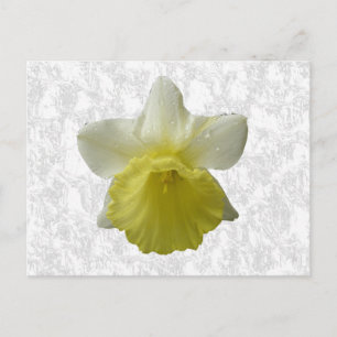 Dripping Daffodil Postcard