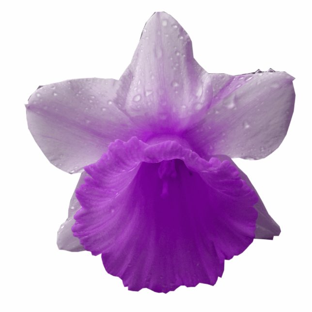 Dripping Daffodil Purple Photo Sculpture (Front)