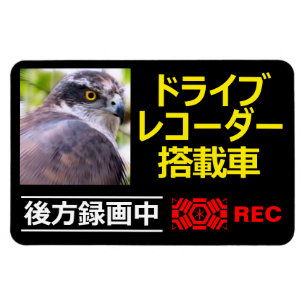 DRIVE RECORDER Warning Plate(Northern Goshawk) Magnet