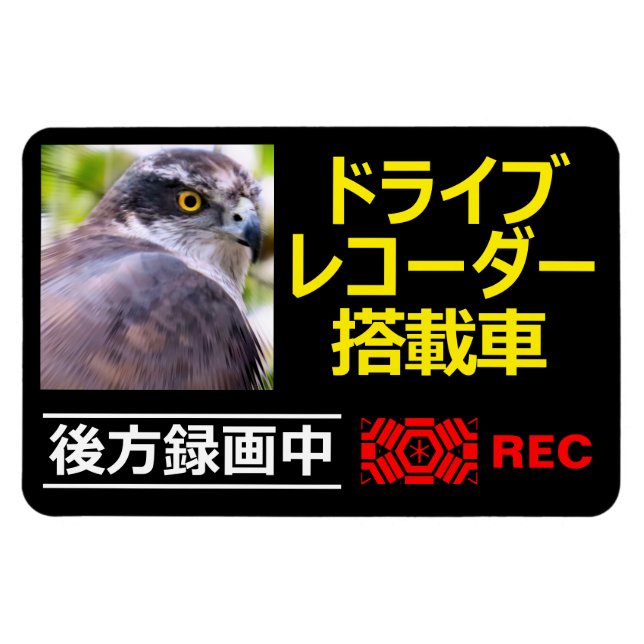 DRIVE RECORDER Warning Plate(Northern Goshawk) Magnet (Horizontal)