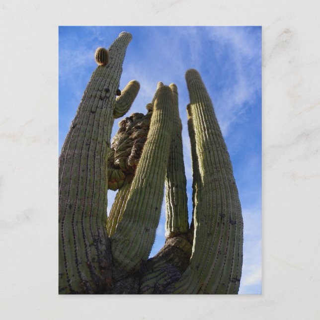 Drive thru and miss it... postcard (Front)