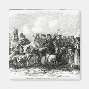 Driving Cattle for Rent Magnet