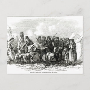 Driving Cattle for Rent Postcard