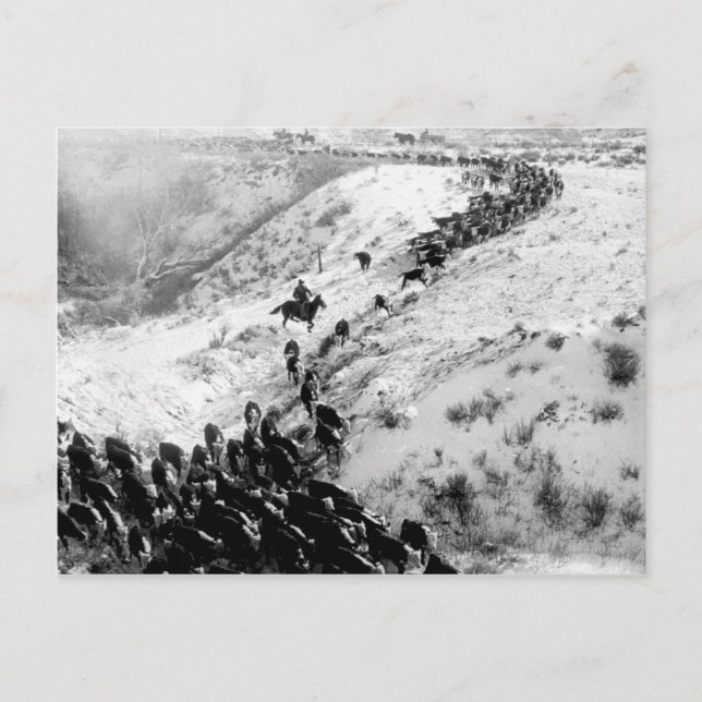 Driving cattle in the winter. postcard (Front)