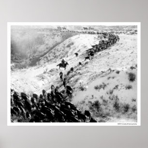 Driving cattle in the winter. poster