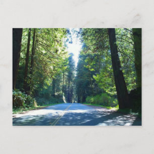 Driving Through the Forest in Crescent City Postcard
