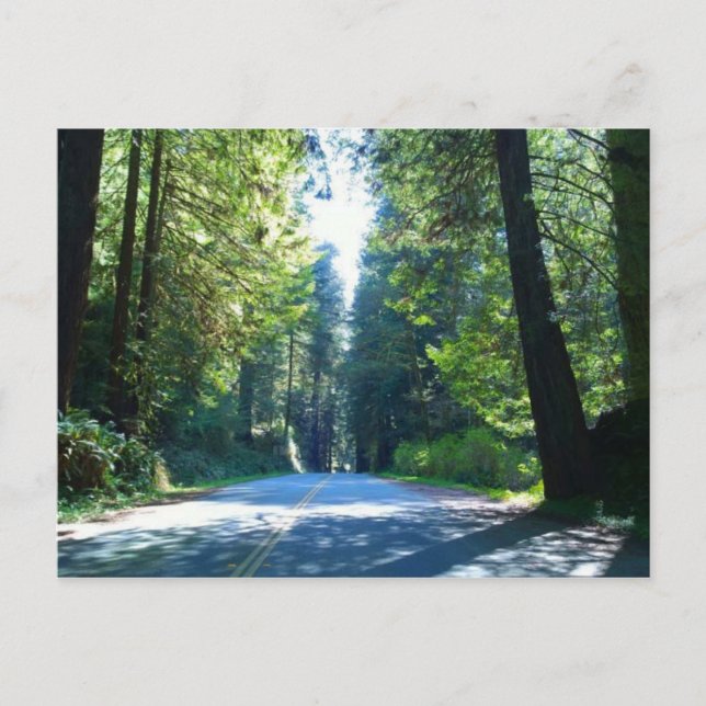 Driving Through the Forest in Crescent City Postcard (Front)