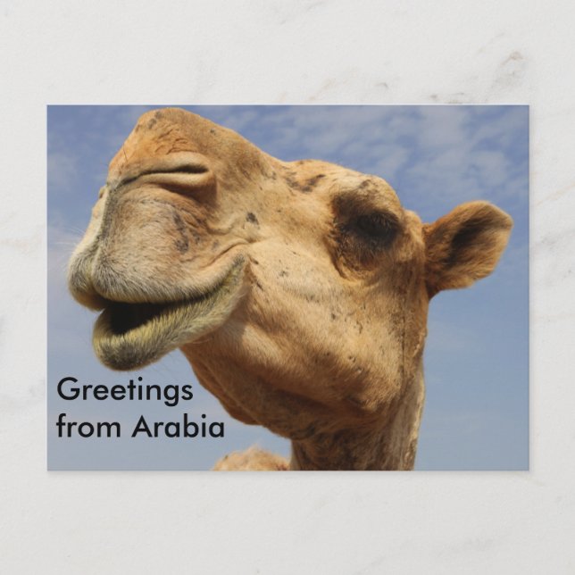 Dromedary camel postcard (Front)