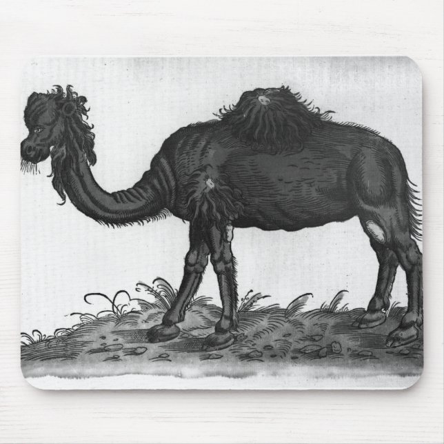 Dromedary, from 'Historial Animalium' Mouse Mat (Front)