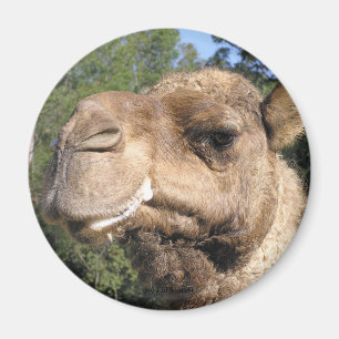 Drooling Camel Magnet