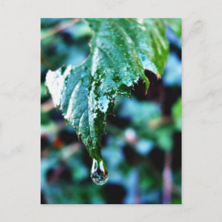 Drop Of Rain Postcard