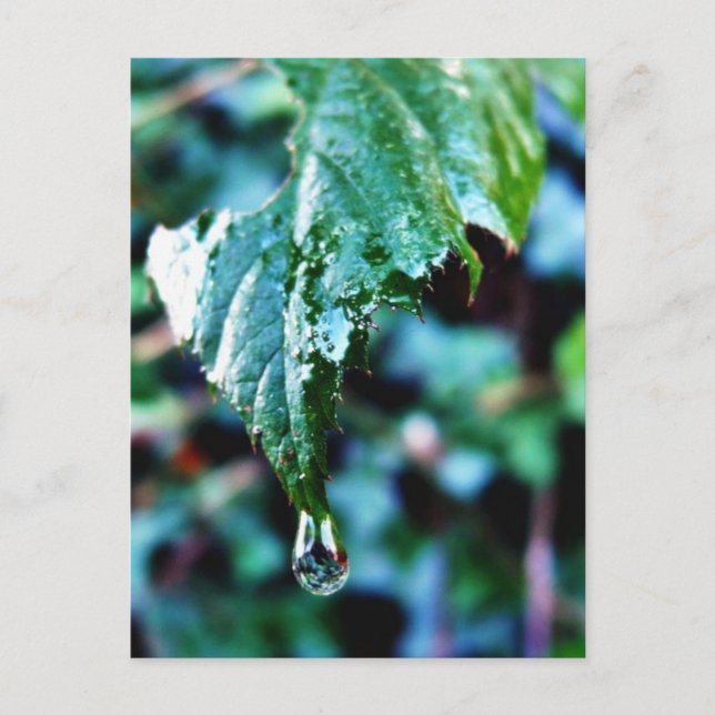 Drop Of Rain Postcard (Front)
