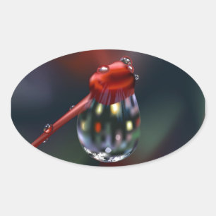 Drop on Bud Oval Sticker