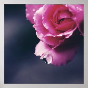 Drop on Pink Rose Macro Abstract Poster