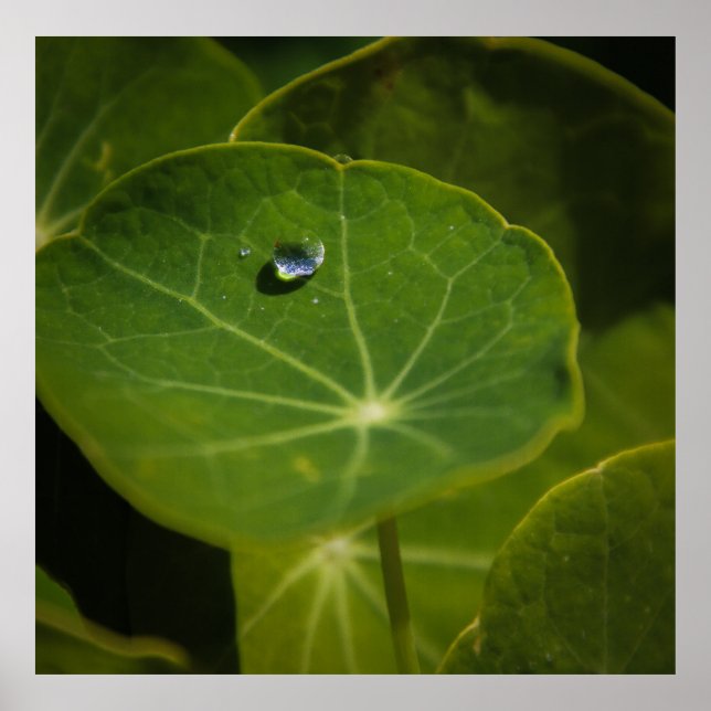 droplet of life poster (Front)