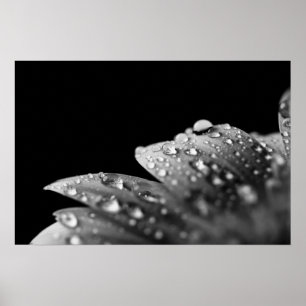 Droplets (Black and White) Poster