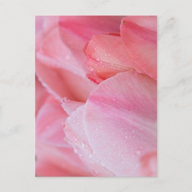 Droplets on Pink Tulips Close Up Postcard (Front)