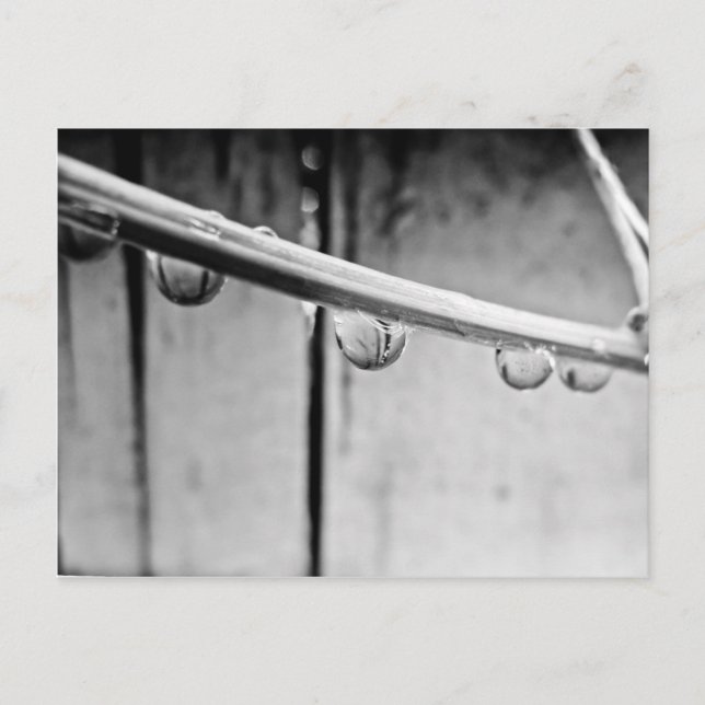 Droplets on Vine Postcard (Front)