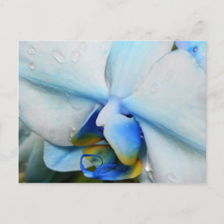 Drops on Blue Orchid - postcard