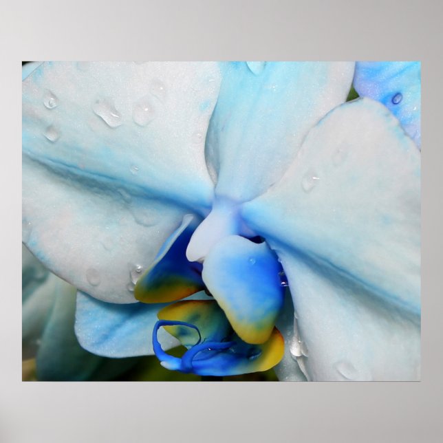 Drops on Blue Orchid Poster (Front)