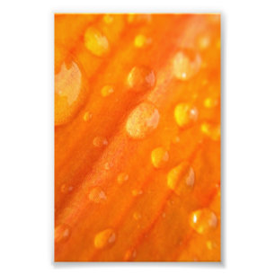 Drops On Bright Orange Flower Photo Print