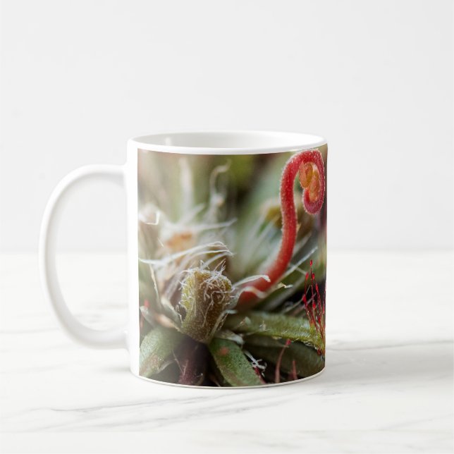 Drosera Capillaris Coffee Mug (Left)