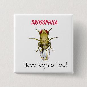 DROSOPHILA, Drosophila , Have Righ... - Customised 15 Cm Square Badge