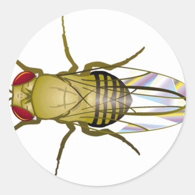 drosophila melanogaster classic round sticker (Front)