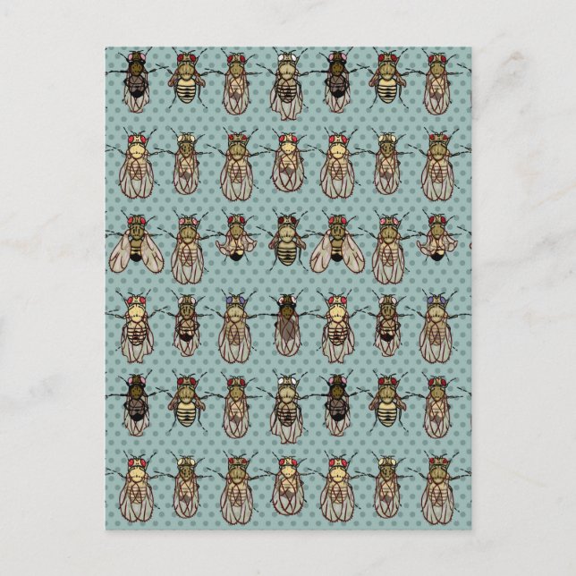 Drosophila mutants postcard (Front)