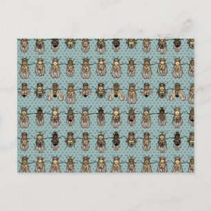 Drosophila mutants postcard