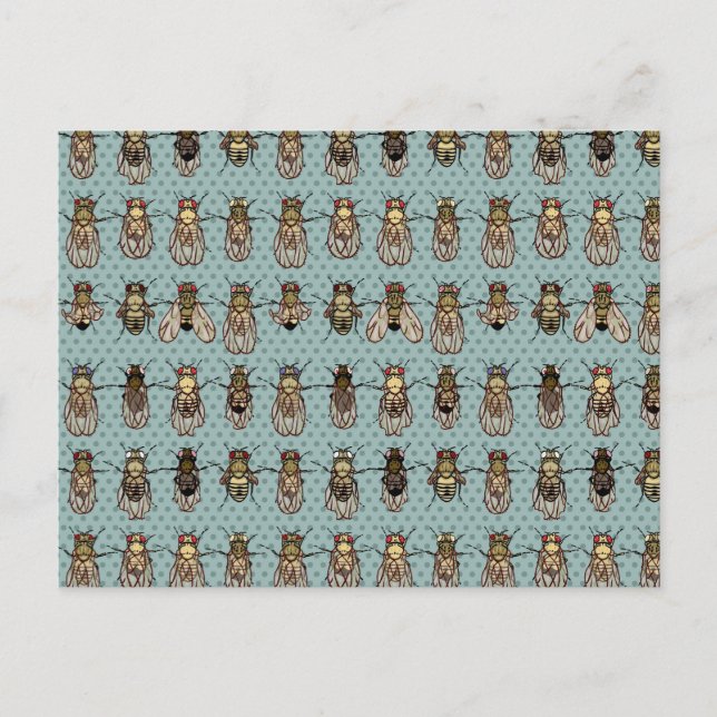 Drosophila mutants postcard (Front)