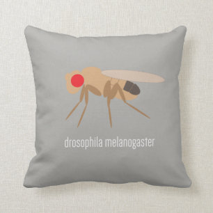 Drosophila Pillow