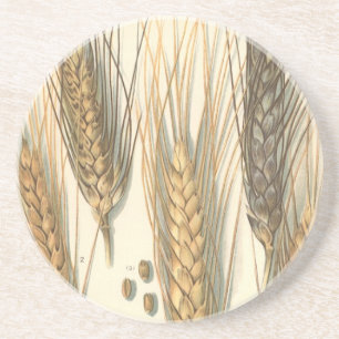 Drought Resistant Wheat Plant, Vintage Agriculture Coaster
