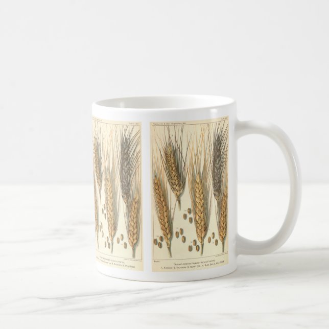 Drought Resistant Wheat Plant, Vintage Agriculture Coffee Mug (Right)