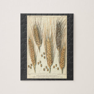 Drought Resistant Wheat Plant, Vintage Agriculture Jigsaw Puzzle