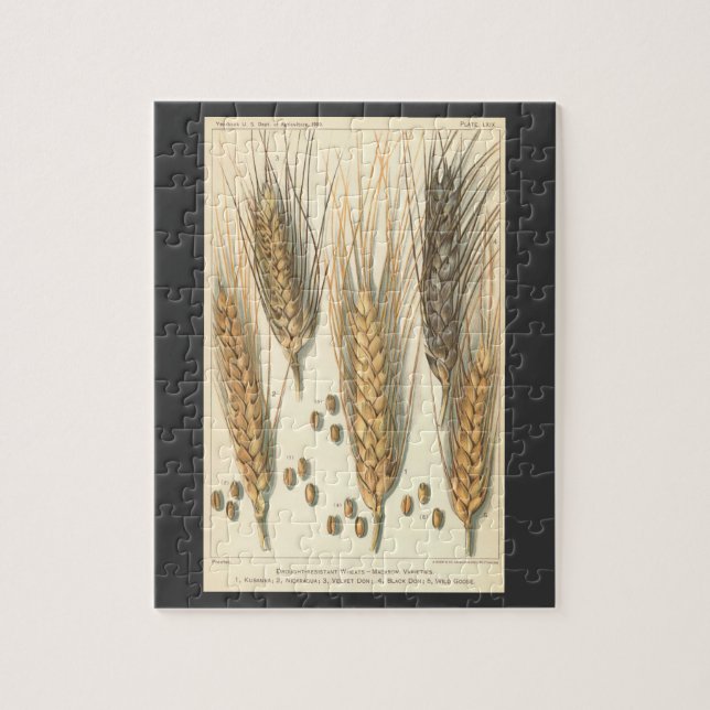 Drought Resistant Wheat Plant, Vintage Agriculture Jigsaw Puzzle (Vertical)