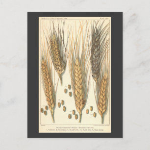 Drought Resistant Wheat Plant, Vintage Agriculture Postcard