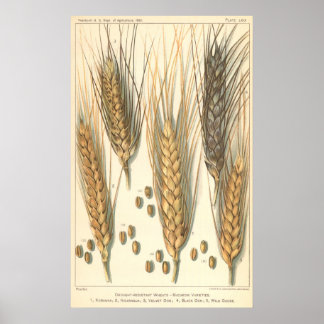 Drought Resistant Wheat Plant, Vintage Agriculture Poster