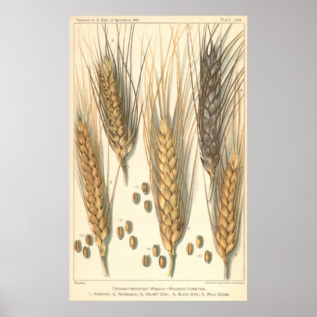 Drought Resistant Wheat Plant, Vintage Agriculture Poster (Front)