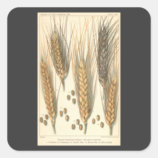 Drought Resistant Wheat Plant, Vintage Agriculture Square Sticker (Front)