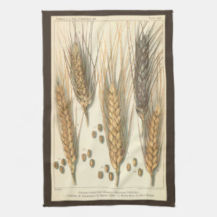 Drought Resistant Wheat Plant, Vintage Agriculture Tea Towel