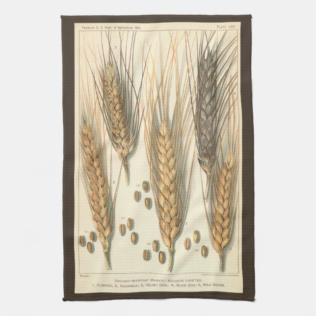 Drought Resistant Wheat Plant, Vintage Agriculture Tea Towel (Vertical)
