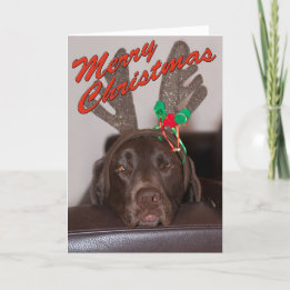 Drowsy Christmas Labrador With Festive Antlers Holiday Card