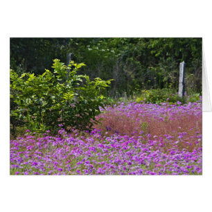 Drummond Phlox, Phlox drummondi, Hilton Head